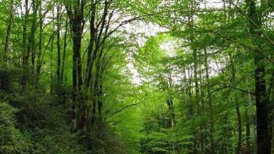 ورود به تمام پارک‌های جنگلی در روز طبیعت رایگان شد