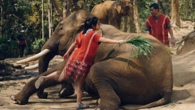 فیل سواری در تایلند